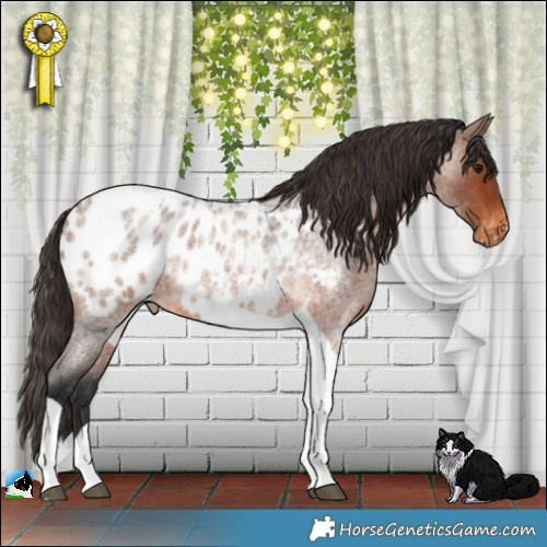 Horse Color:Brown Roan Tobiano Appaloosa 