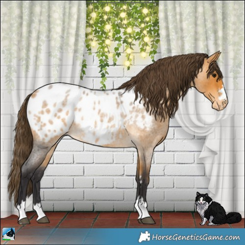 Horse Color:Buckskin Roan Appaloosa 