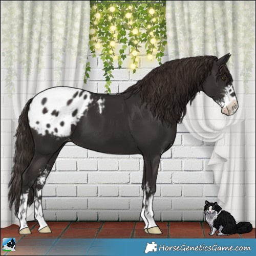 Horse Color:Liver Chestnut Sabino Appaloosa 