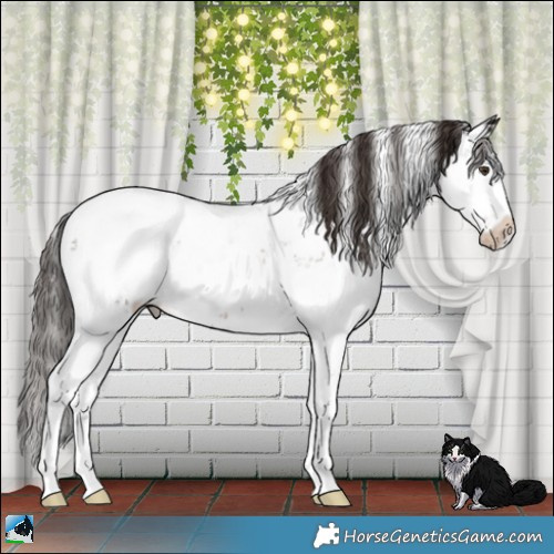 Horse Color:Liver Chestnut Sabino Appaloosa 