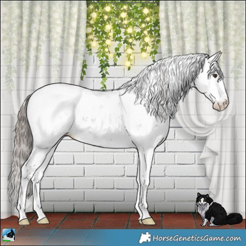 Horse Color:Liver Chestnut Sabino Appaloosa 