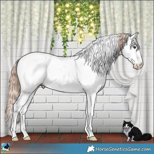 Horse Color:Liver Red Dun Sabino Blanket 