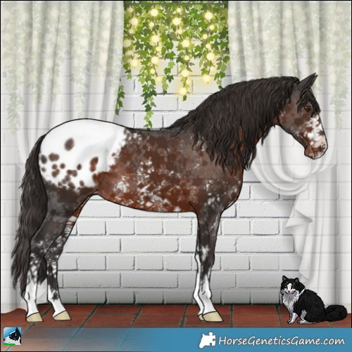 Horse Color:Liver Chestnut Sabino Appaloosa 
