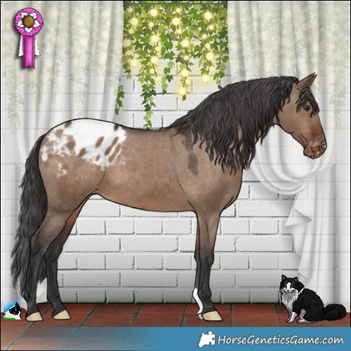 Horse Color:Liver Red Dun Appaloosa 