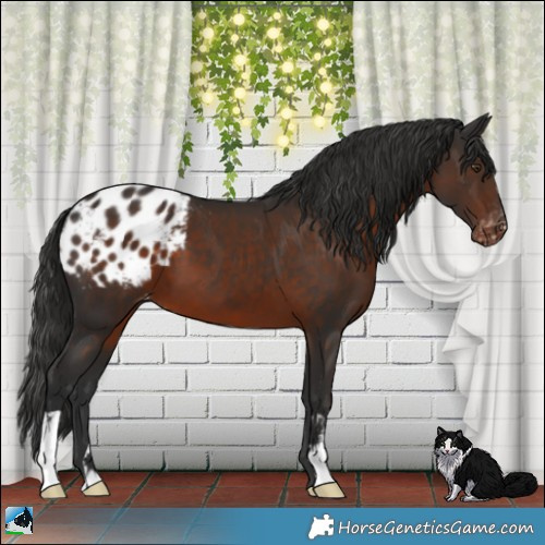 Horse Color:Liver Chestnut Appaloosa 
