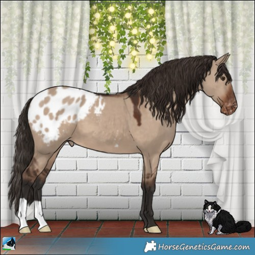 Horse Color:Liver Red Dun Appaloosa 