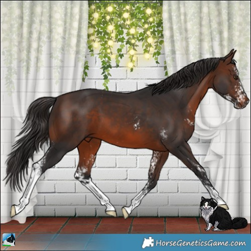 Horse Color:Brown Mushroom Sabino 