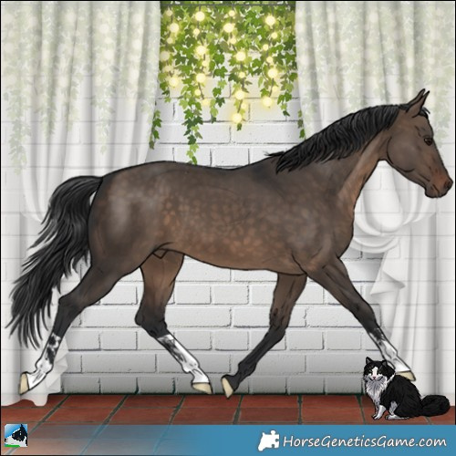 Horse Color:Brown Dun 
