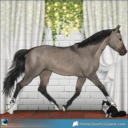 Horse Color:Brown Dun Mushroom 