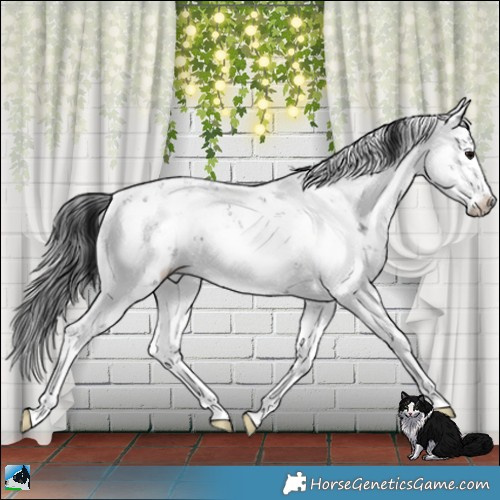 Horse Color:Black Sabino 