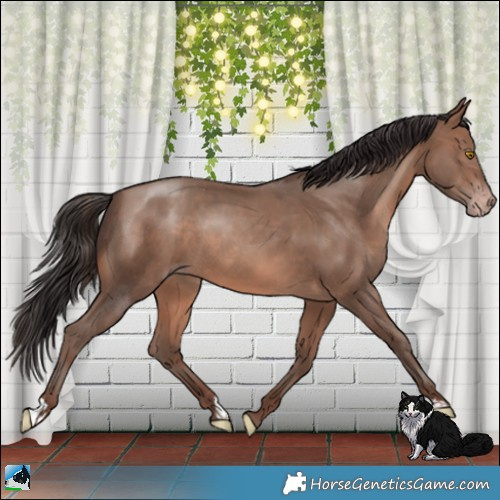 Horse Color:Sable Champagne 