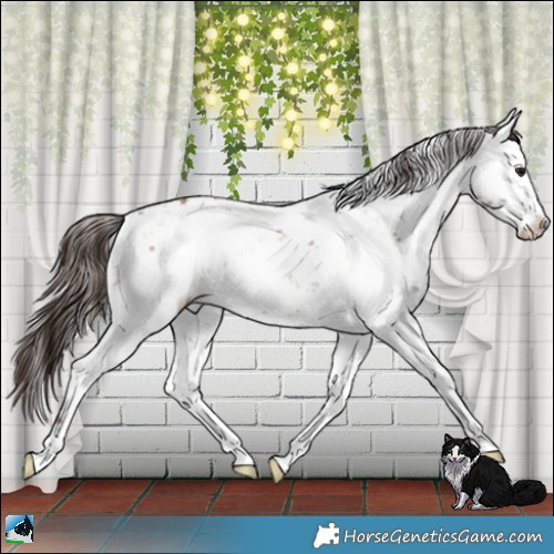 Horse Color:Classic Champagne Sabino 