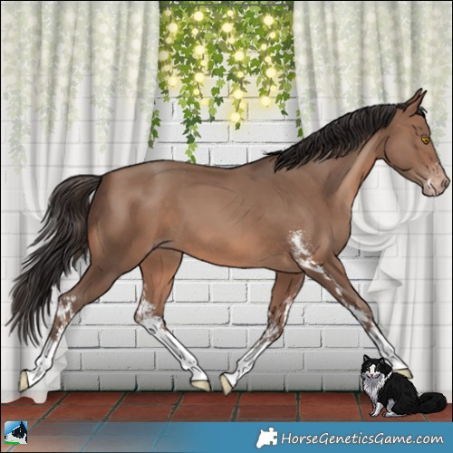Horse Color:Sable Champagne Sabino 