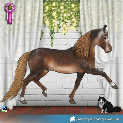 Horse Color:Gray Liver Chestnut 