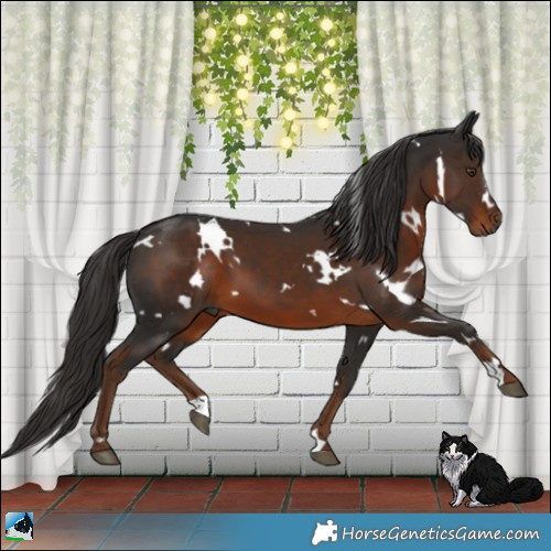 Horse Color:Gray White Spotted Liver Chestnut 