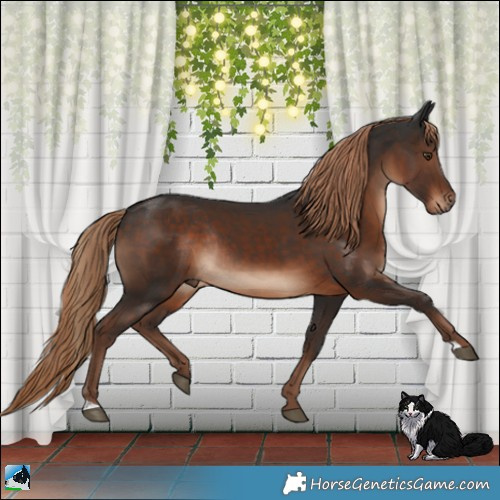 Horse Color:Liver Chestnut Rabicano 