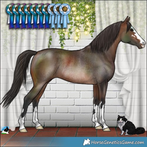 Horse Color:Brown Rabicano