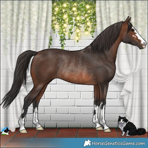 Horse Color:Brown Rabicano 