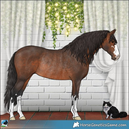 Horse Color:Brown Rabicano