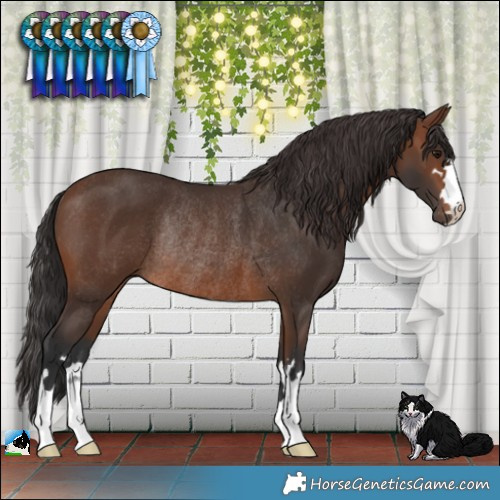 Horse Color:Brown Rabicano 