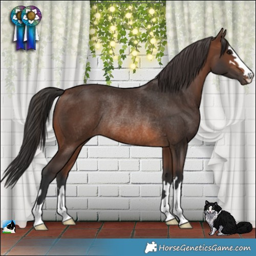 Horse Color:Brown Rabicano 