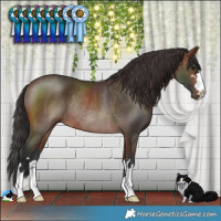 Horse Color:Brown Rabicano 