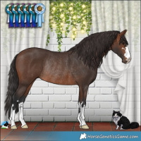 Horse Color:Brown Rabicano 