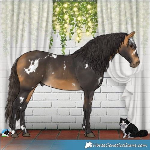 Horse Color:White Spotted Buckskin Rabicano 