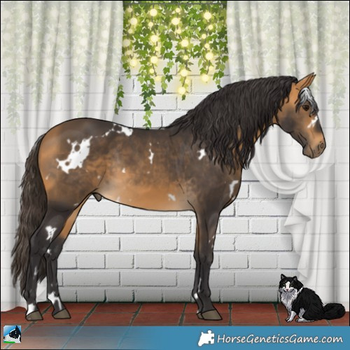 Horse Color:White Spotted Buckskin Rabicano