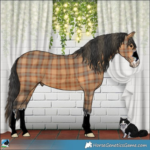 Horse Color:Plaid  Bay 