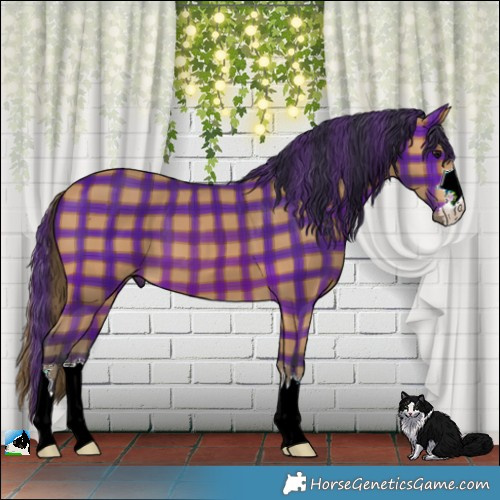 Horse Color:Plaid  Bay 