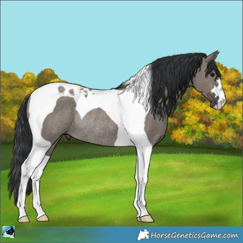Horse Color:Grullo Tobiano Rabicano 