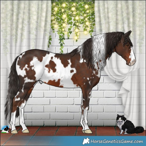 Horse Color:White Spotted Liver Chestnut 