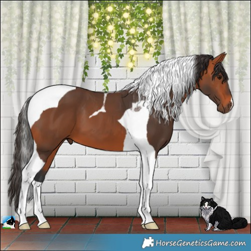 Horse Color:Bay Tobiano 