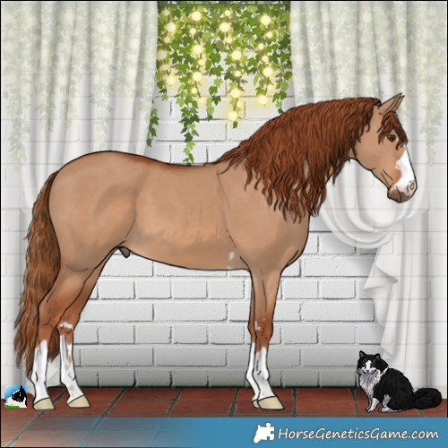 Horse Color:Red Dun 