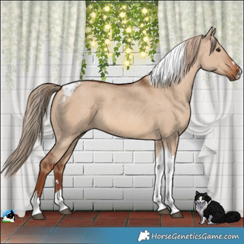 Horse Color:Red Dun Tobiano 