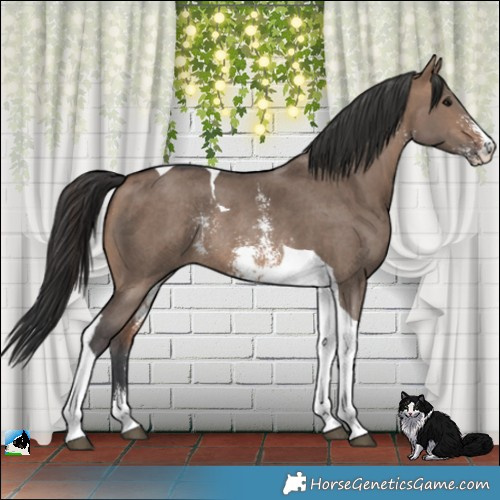 Horse Color:Brown Dun Sabino Tobiano Rabicano 