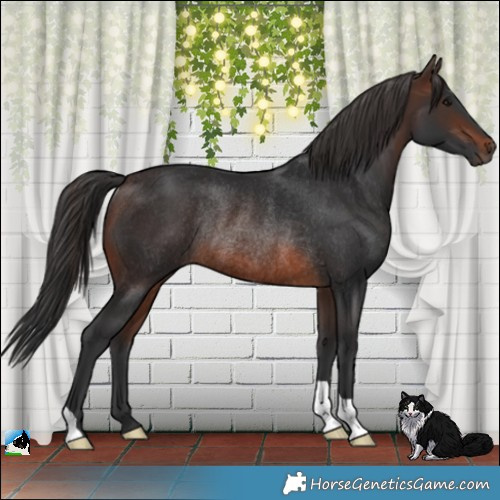 Horse Color:Brown Rabicano 
