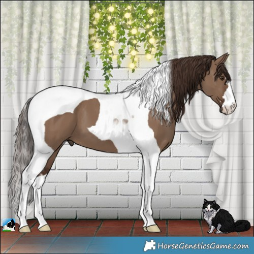 Horse Color:Liver Red Dun Tobiano 