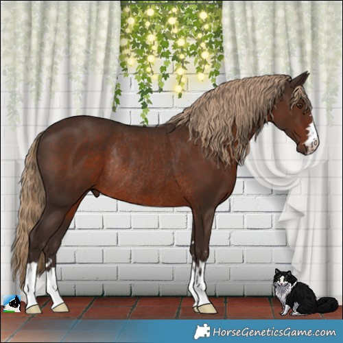 Horse Color:Liver Chestnut Rabicano 
