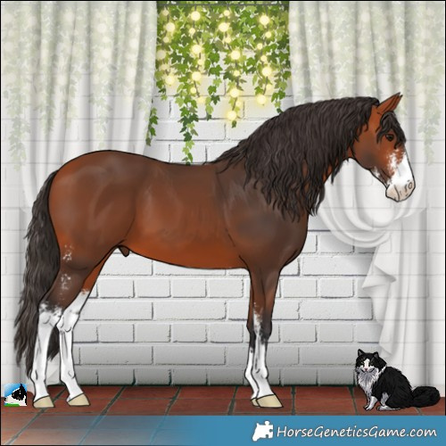 Horse Color:Bay Sabino 