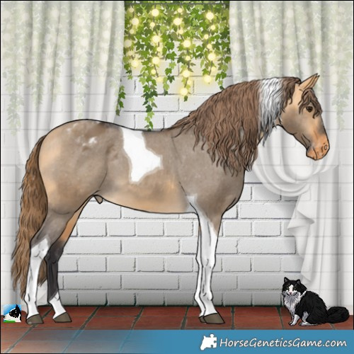 Horse Color:Buckskin Dun Tobiano Appaloosa 