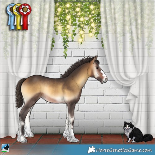 Horse Color:Buckskin Onyx Rabicano 