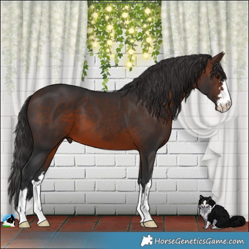Horse Color:Brown 