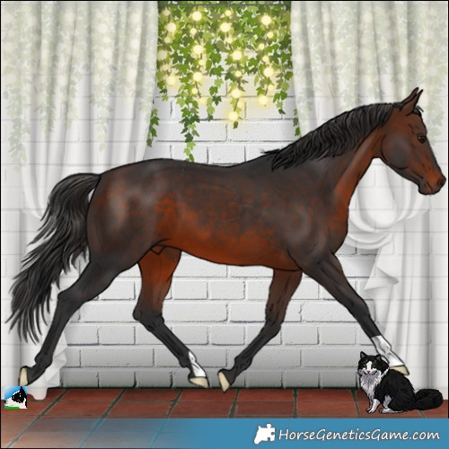 Horse Color:Brown 