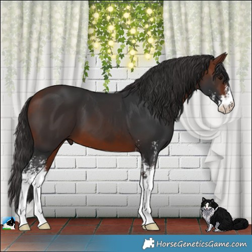 Horse Color:Bay Sabino 