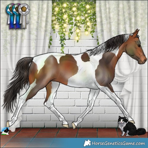 Horse Color:Bay Tobiano 