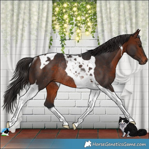 Horse Color:Bay Tobiano Rabicano 