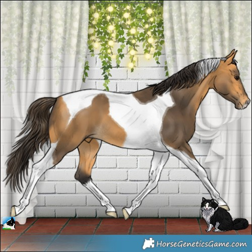 Horse Color:Buckskin Tobiano 