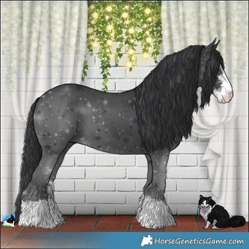 Horse Color:Black Sabino 